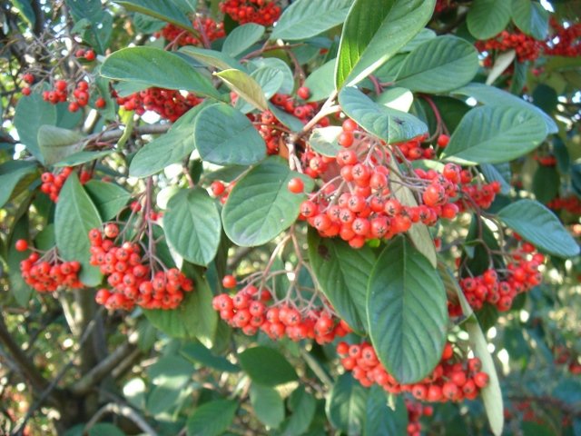 Cotoneaster lacteus